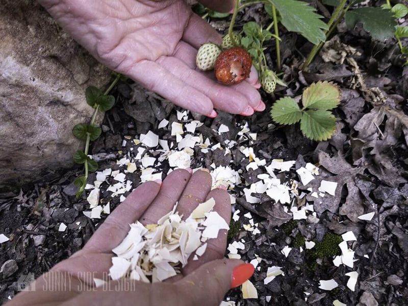 Eggshells Prevent Snails