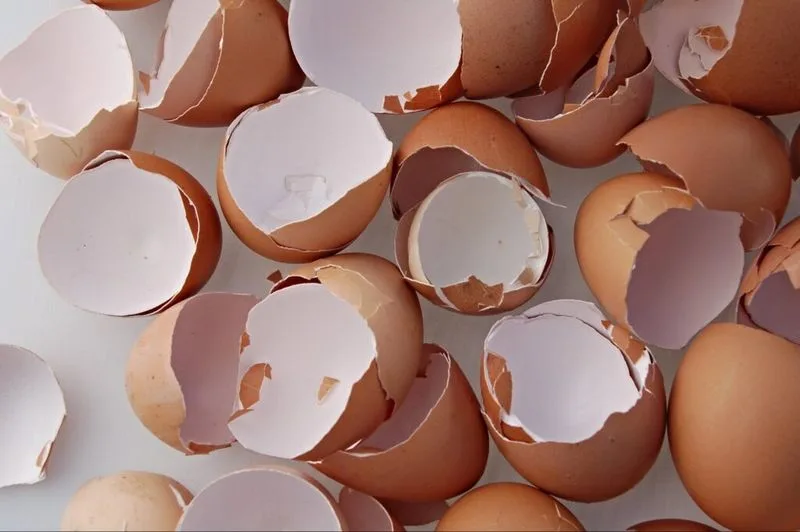 Eggshells for Pest Control