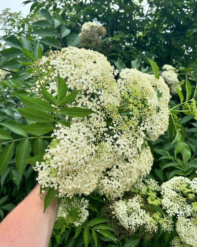Elderberries