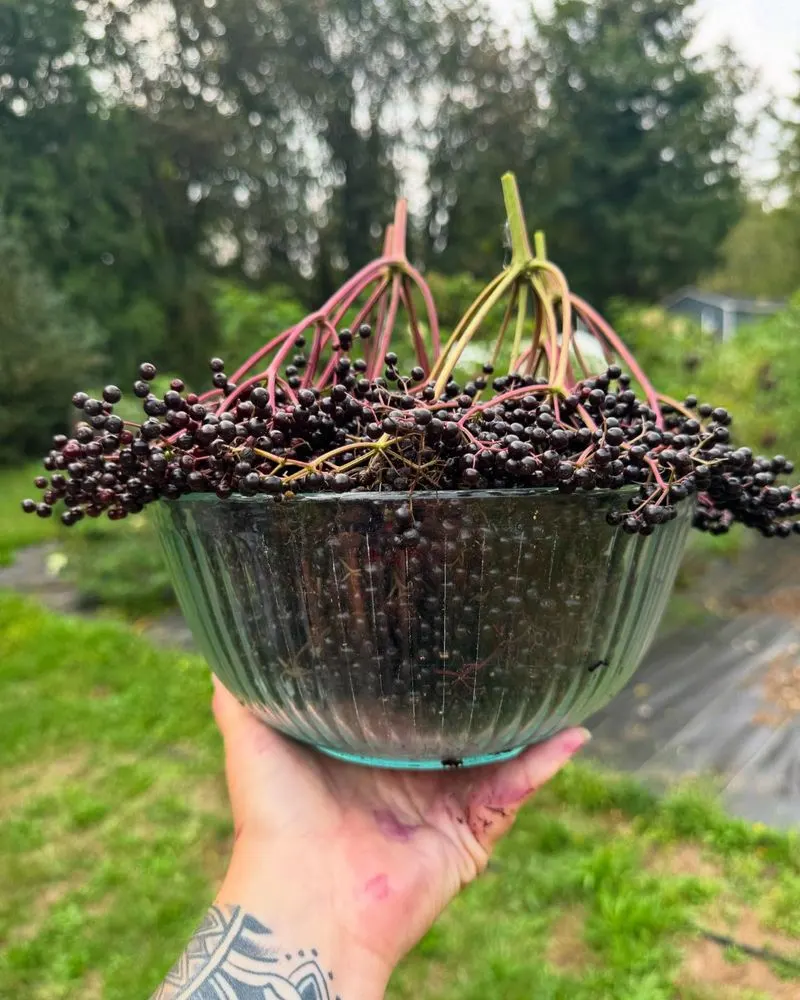 Elderberries