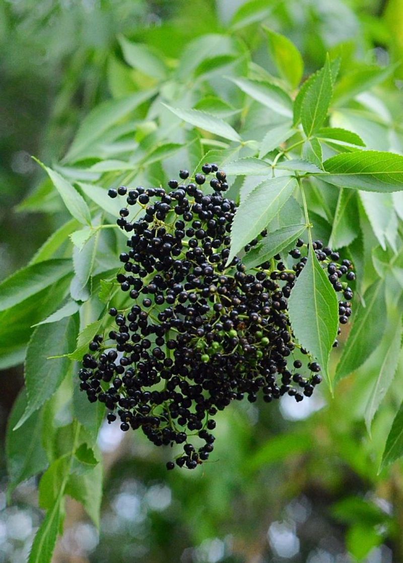 Elderberry