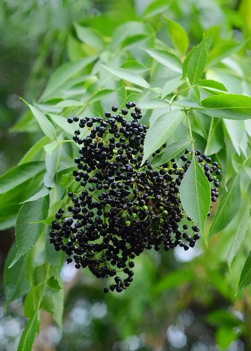 Elderberry