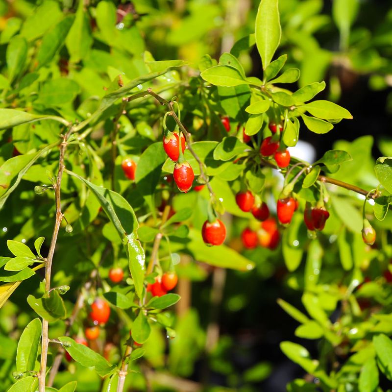 Goji Berry