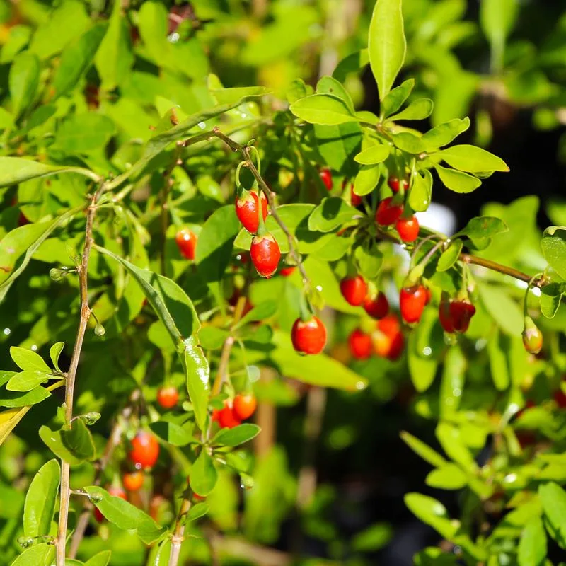 Goji Berry
