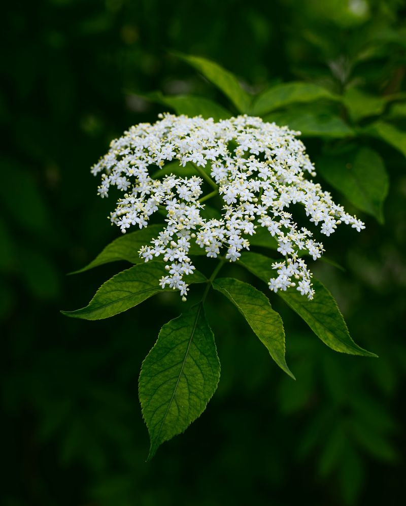 Elderflower