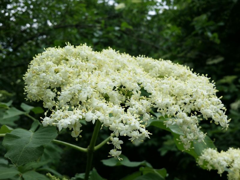 Elderflower