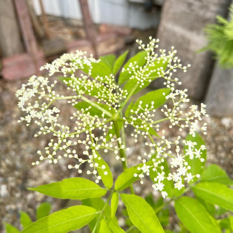 Elderflowers