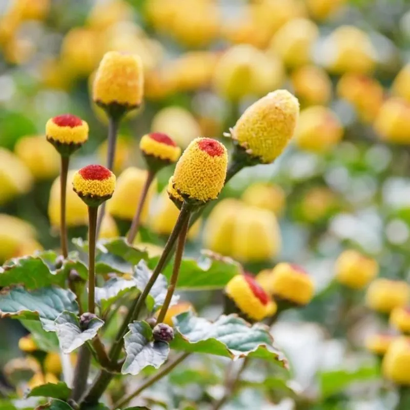 Electric Daisy (Acmella oleracea)