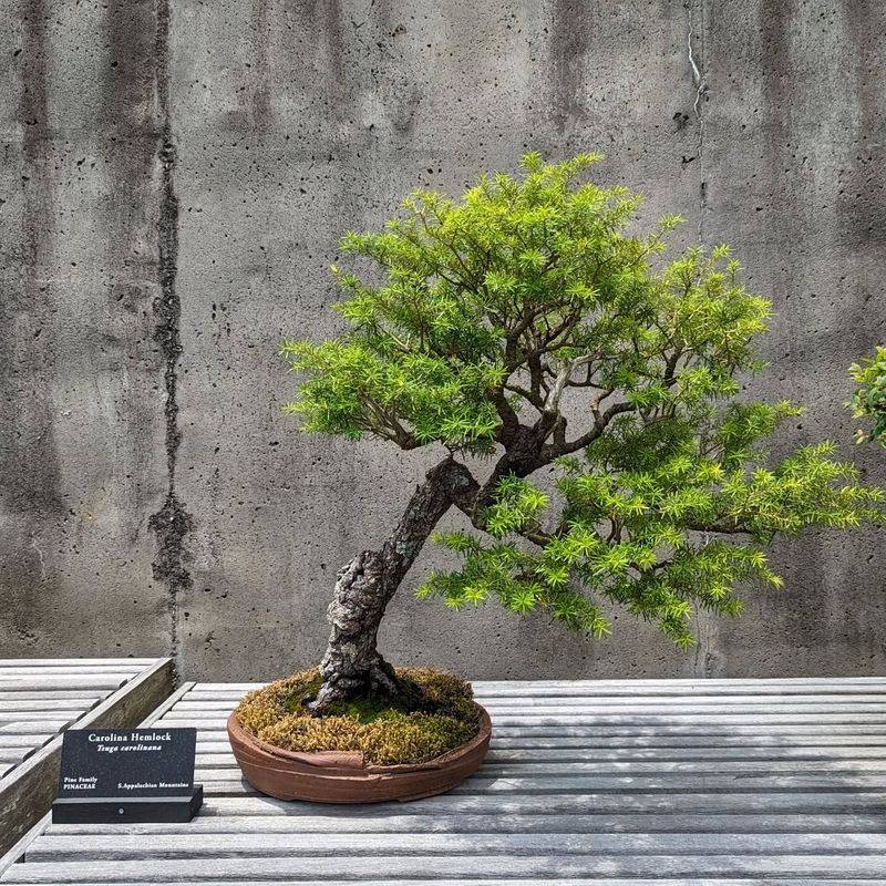 Elegantly Sparse Bonsai Display