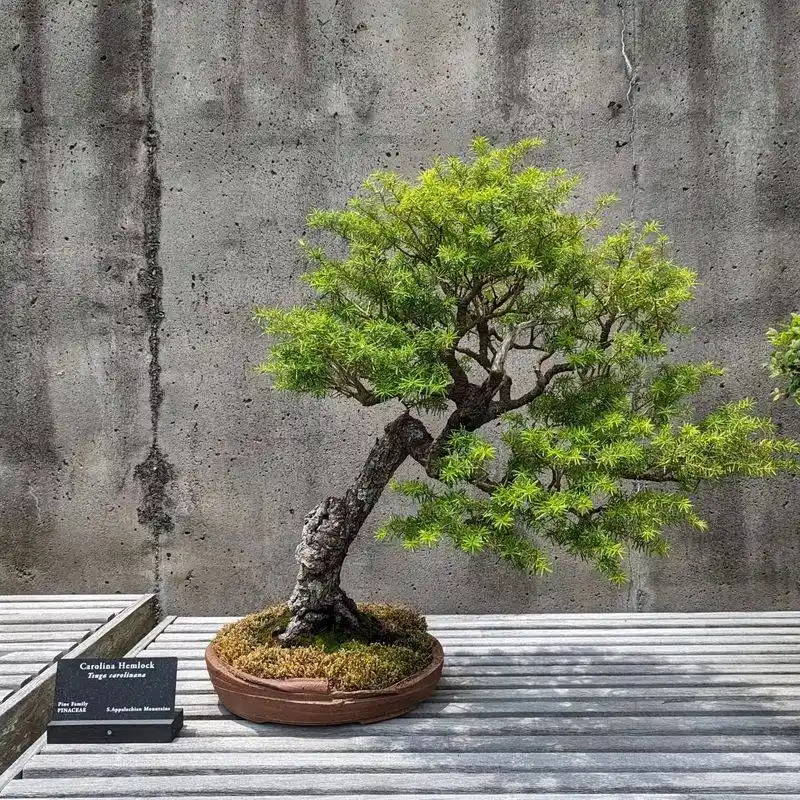 Elegantly Sparse Bonsai Display