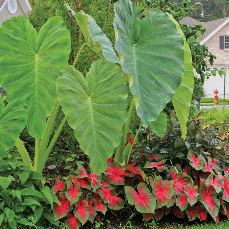 Elephant Ear