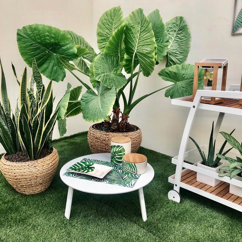 Elephant Ear