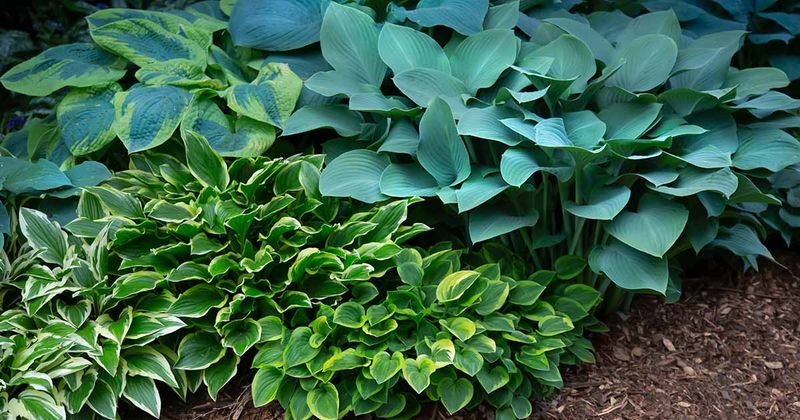 Hosta (Hosta spp.)