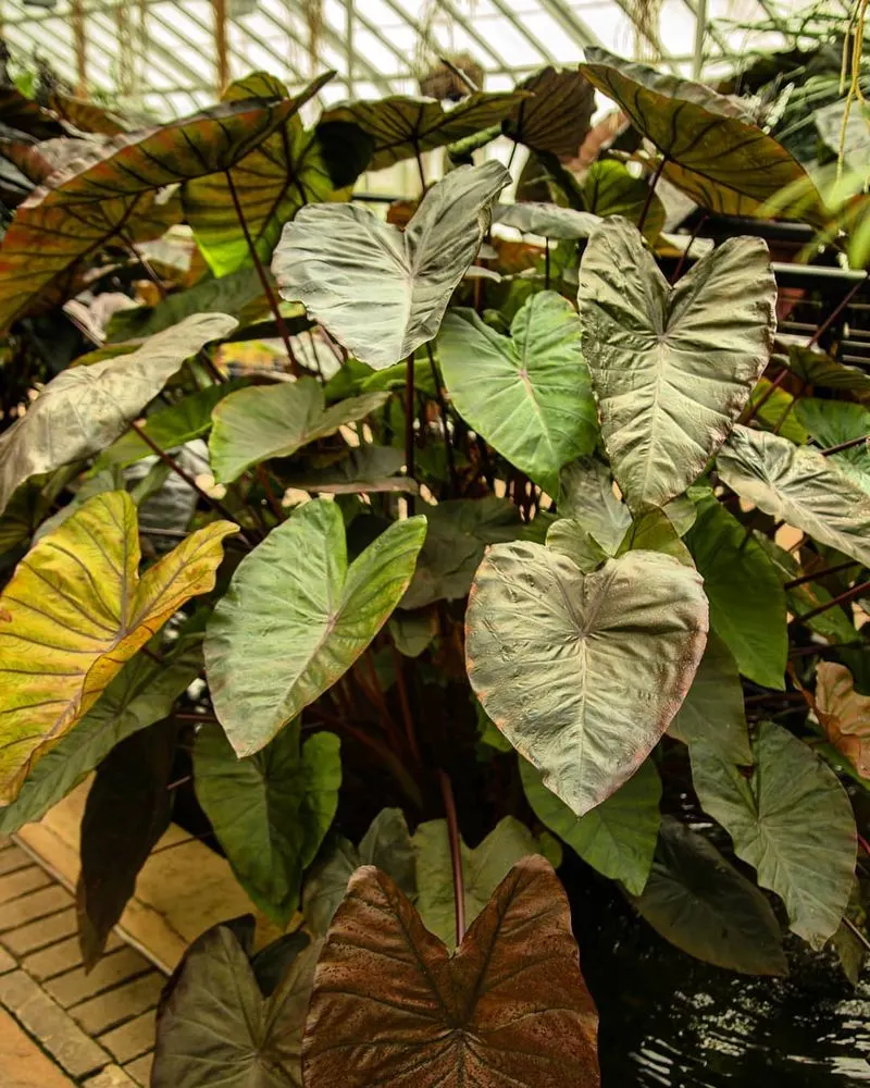 Elephant Ear Leaf