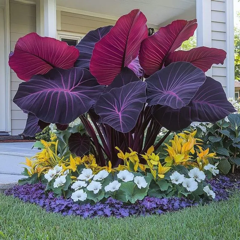Elephant Ear