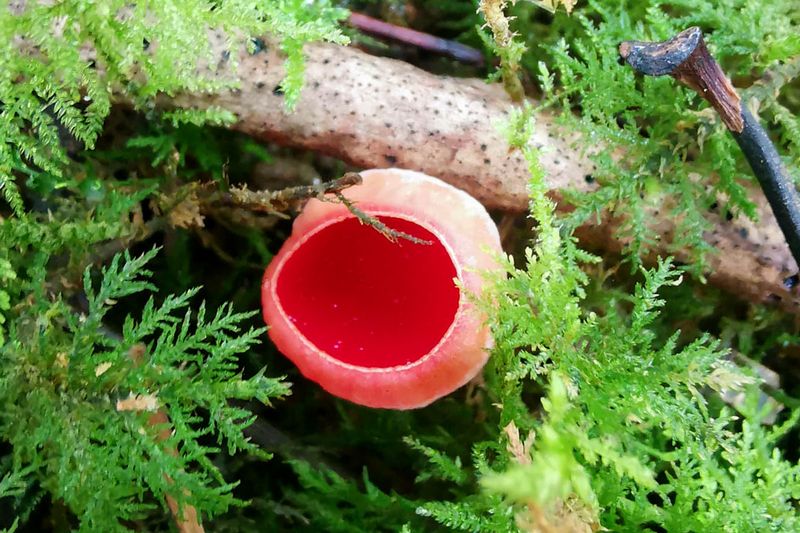 Elf Cup Moss