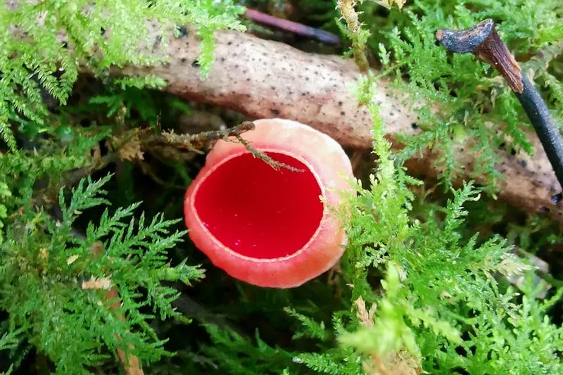Elf Cup Moss