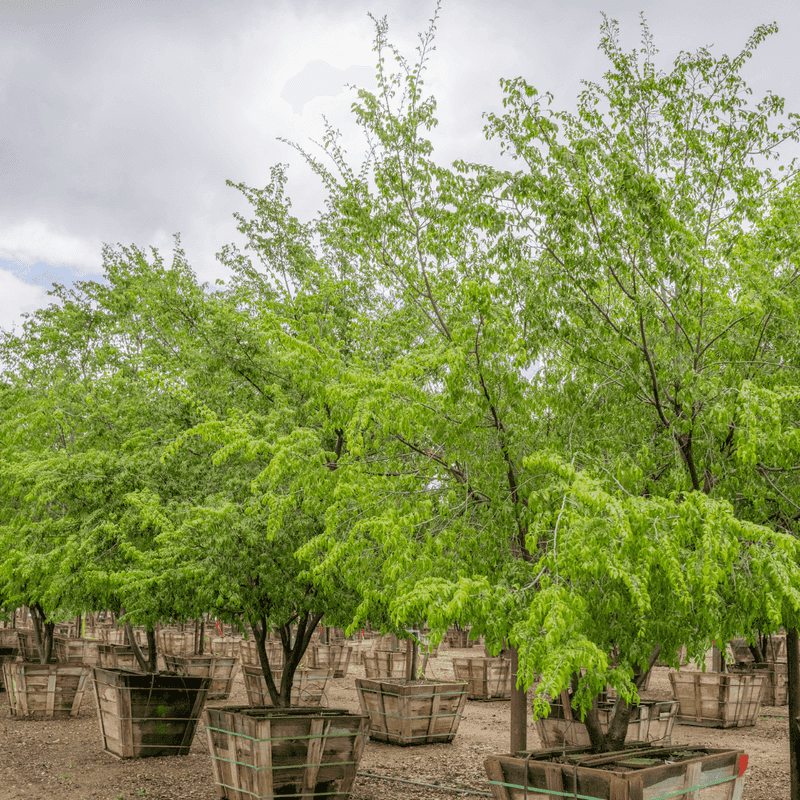 Chinese Elm