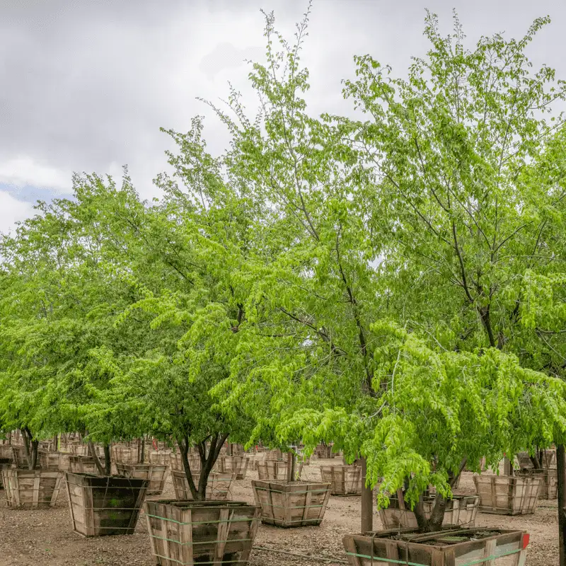 Chinese Elm