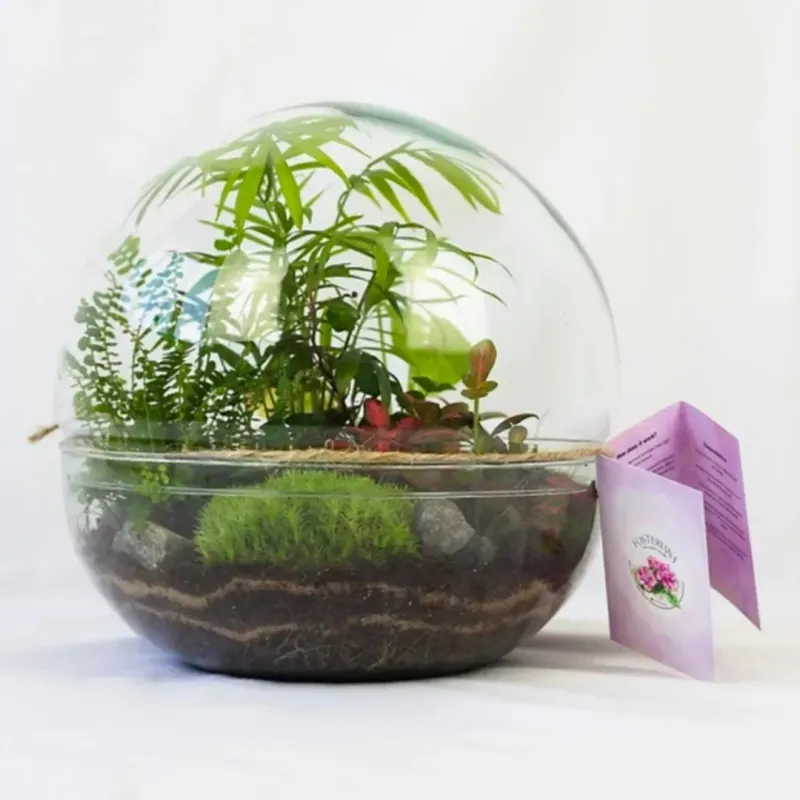 Enchanted Forest Terrarium
