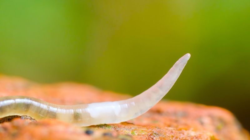 Enchytraeidae