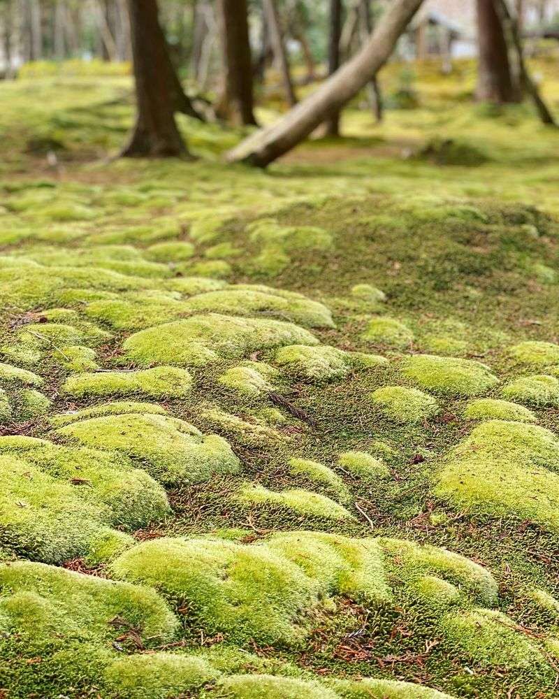 Encouraging Moss on Wood