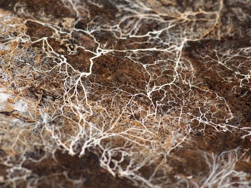 Endophytic Fungi