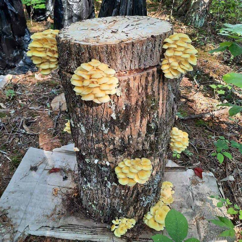 Endophytic Fungi