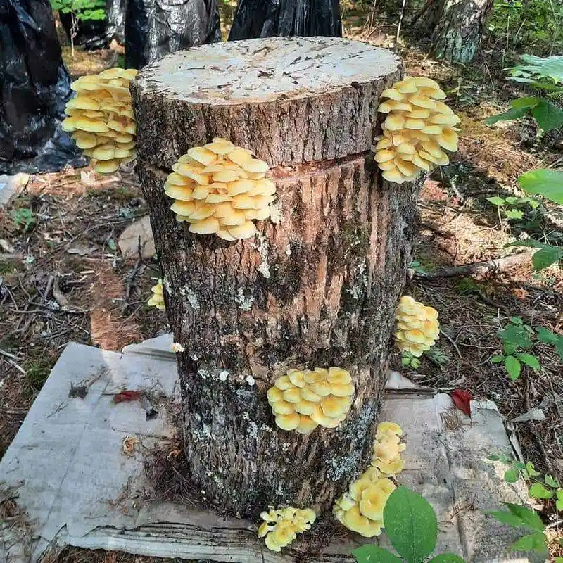 Endophytic Fungi