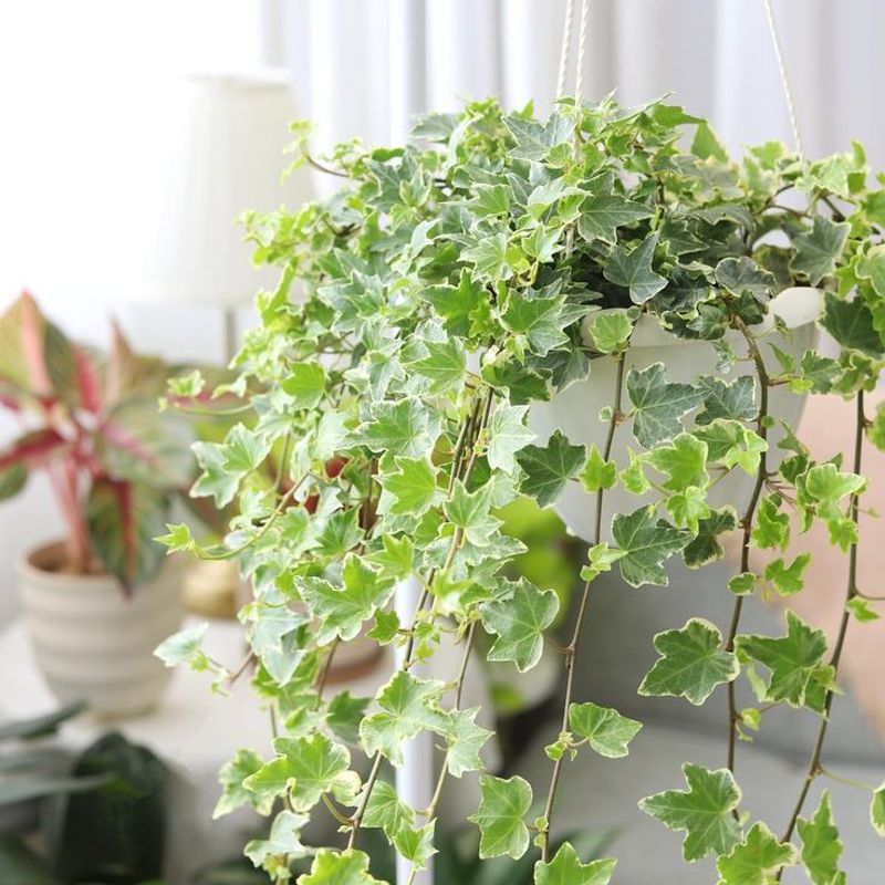 English Ivy