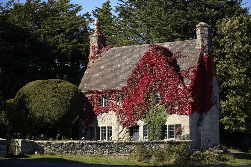 Boston Ivy (Alternative)