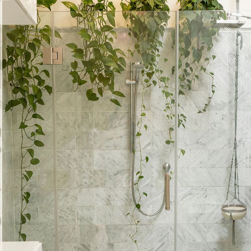 English Ivy