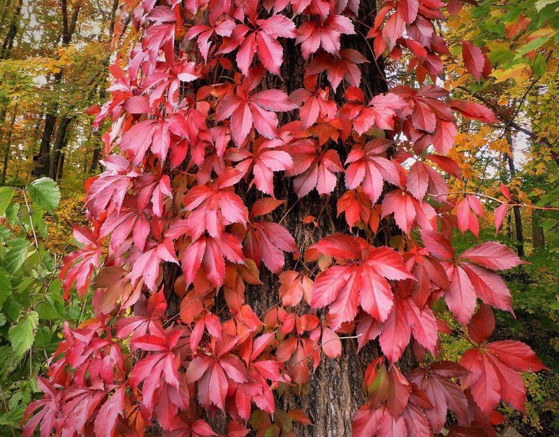 Virginia Creeper