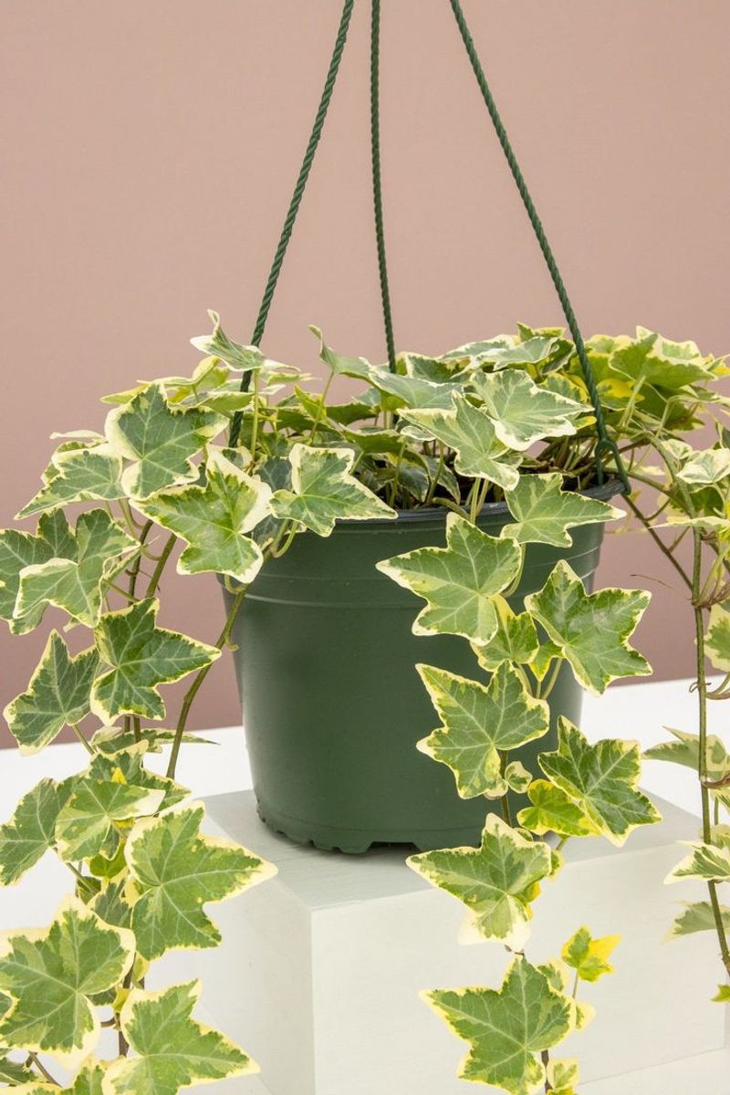 English Ivy