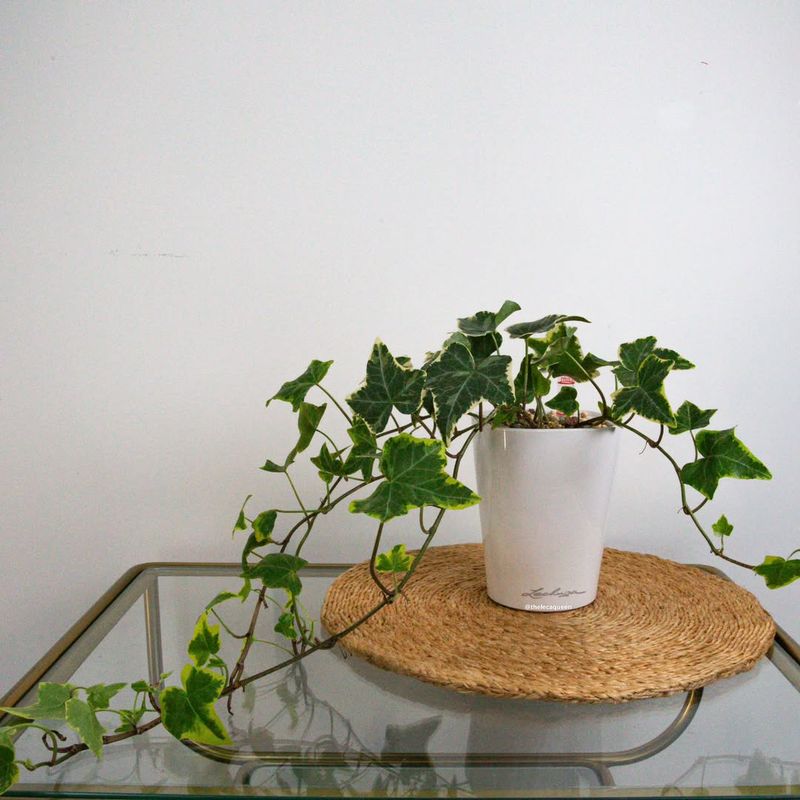 English Ivy