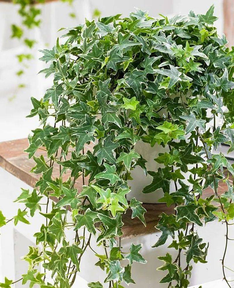English Ivy