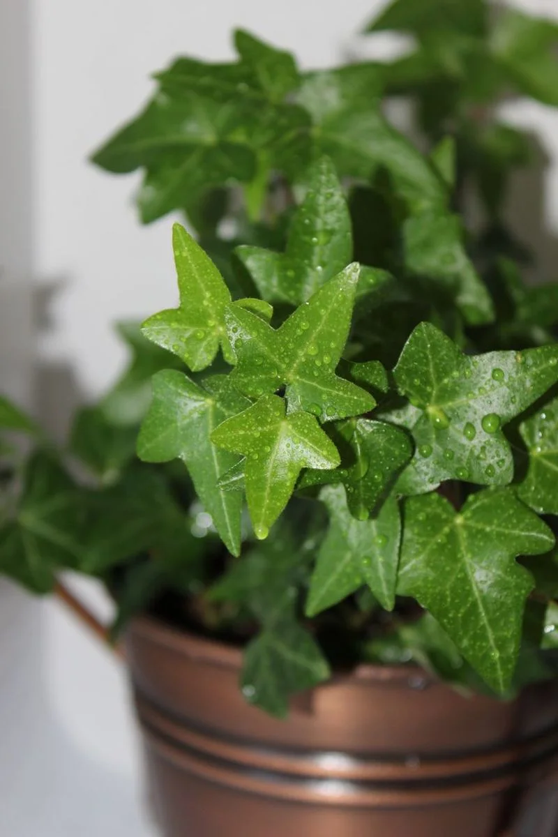 English Ivy