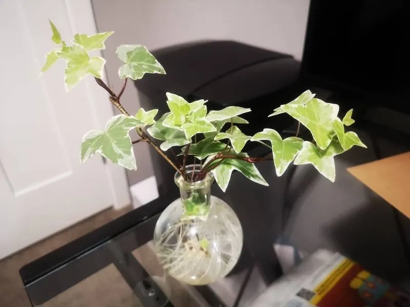 English Ivy