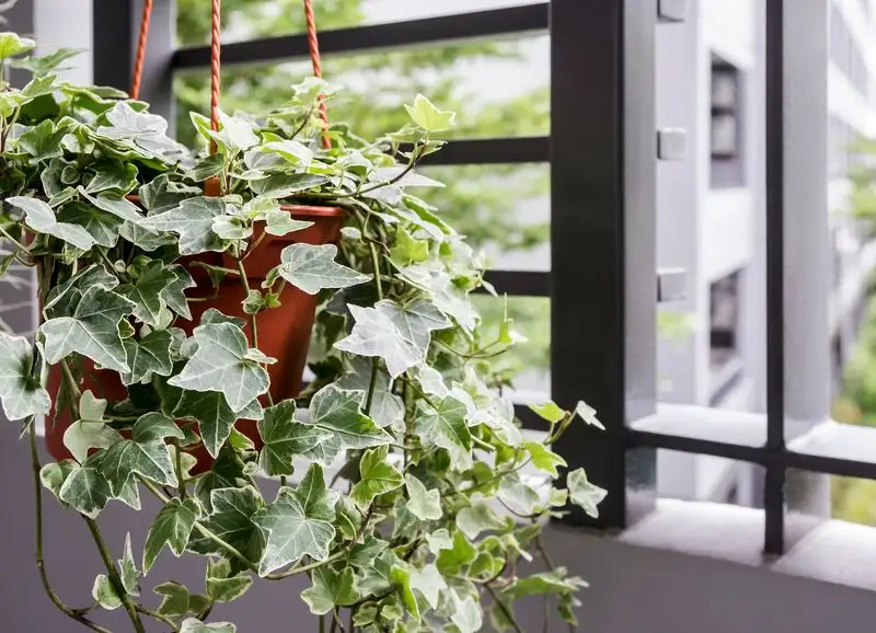 English Ivy