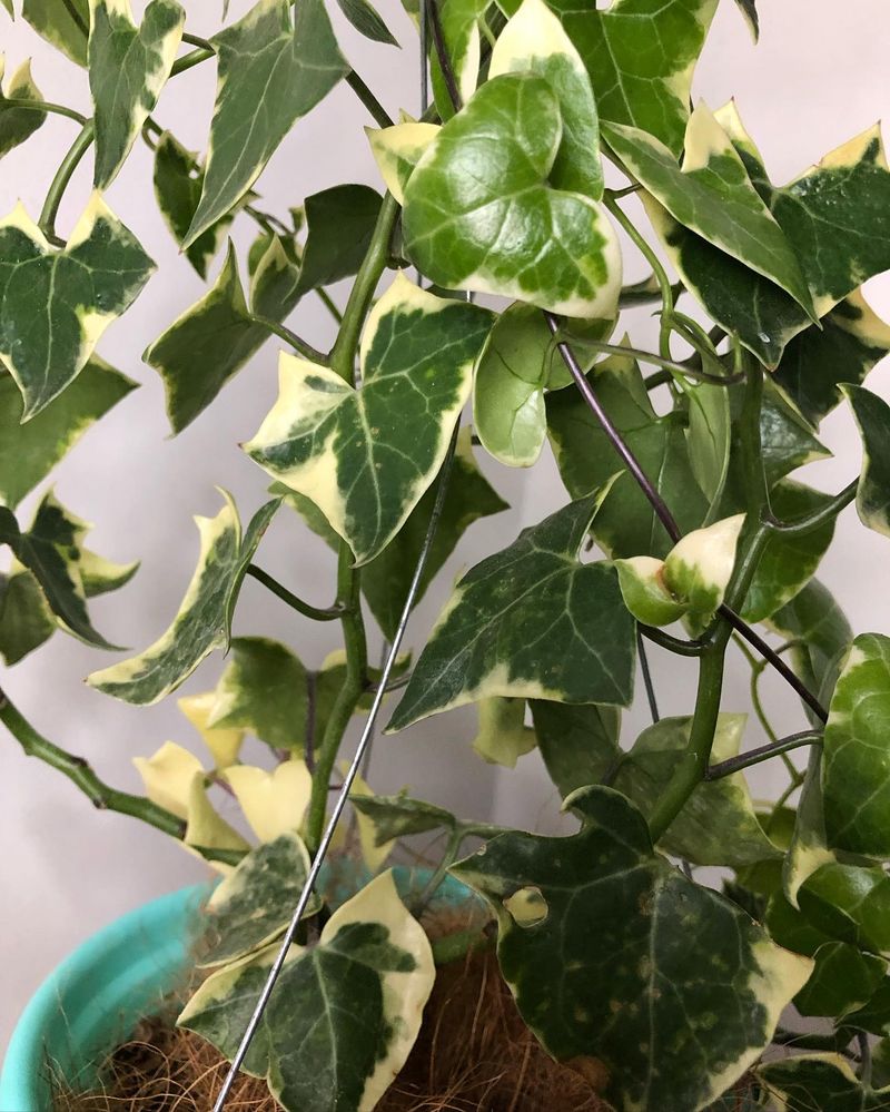 English Ivy