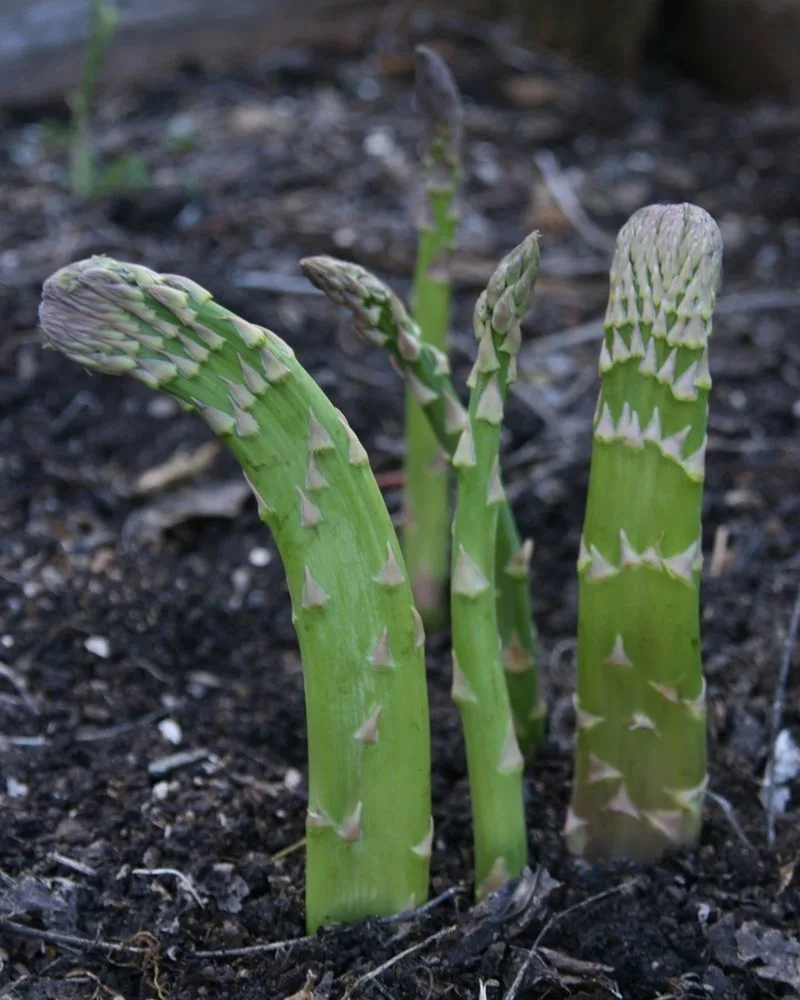 Enhanced Growth Patterns