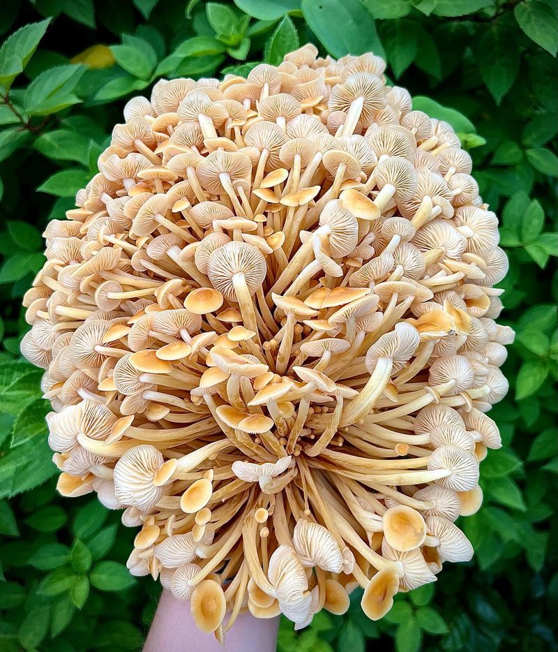 Enoki Mushroom