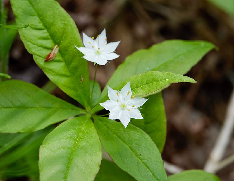 Ephemeral Starflower