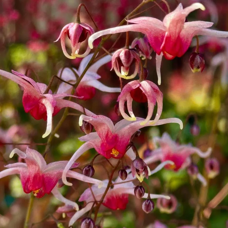 Epimedium