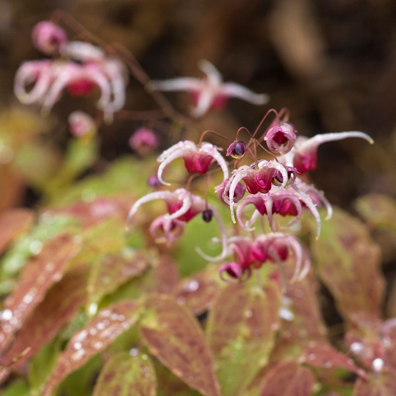 Epimedium
