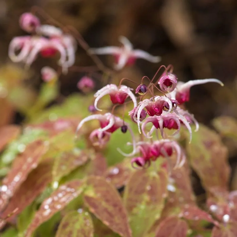 Epimedium