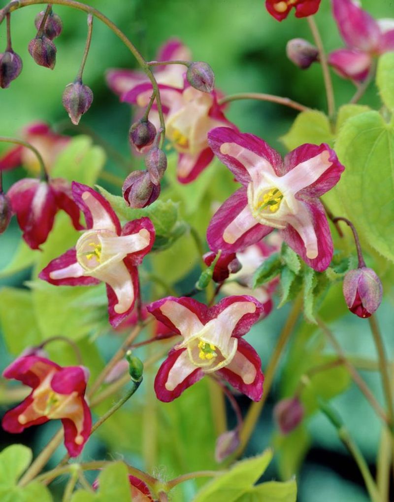 Epimedium