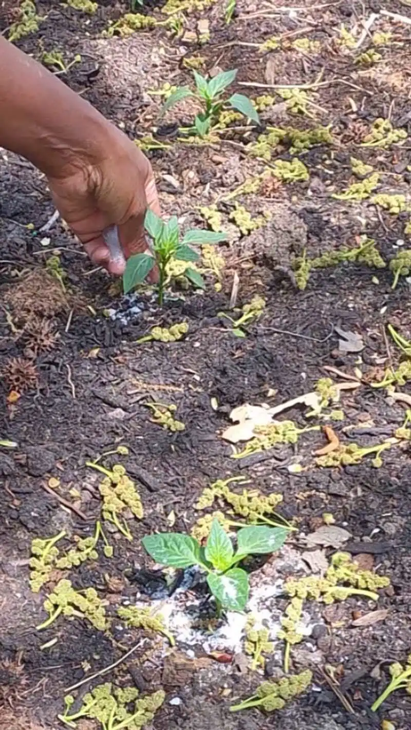Epsom Salt Plant Food