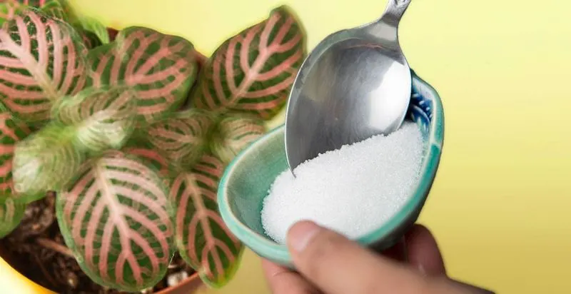 Epsom Salt as Plant Booster