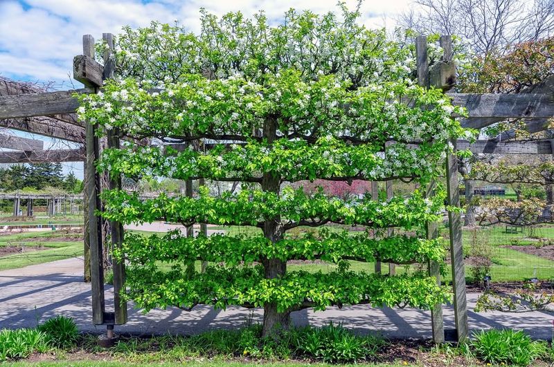 Espalier Elegance